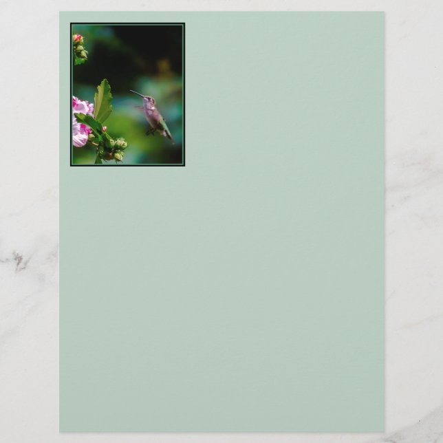 Ruby-throated Hummingbird - Original Photograph (Framsida)