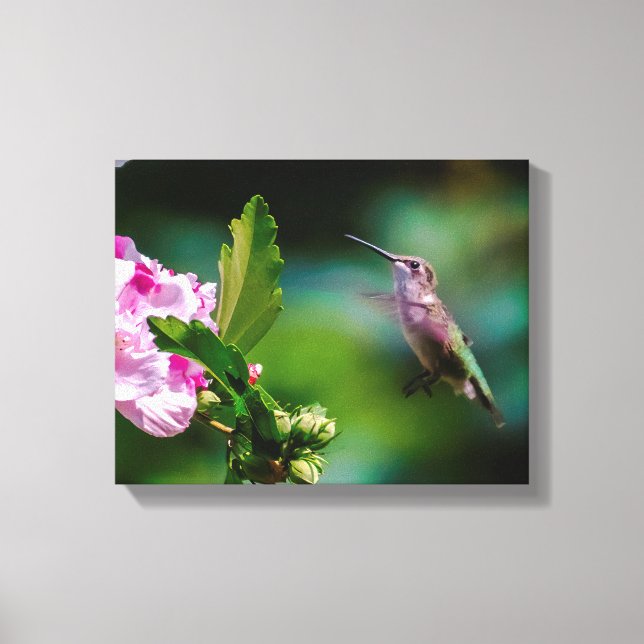 Ruby-throated Hummingbird - Original Photograph Canvastryck (Framsida)