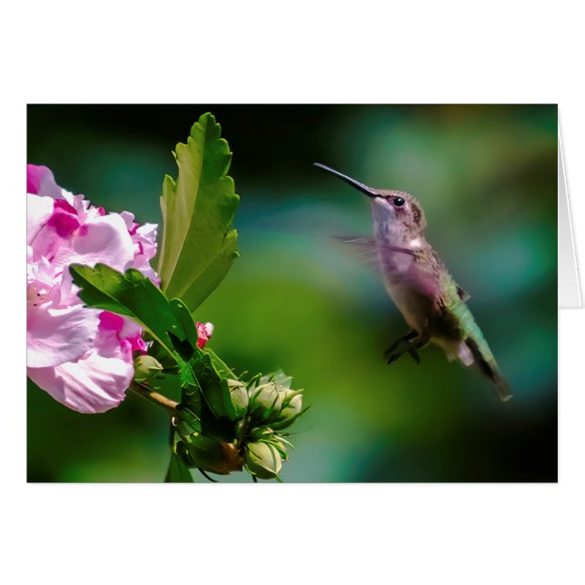 Ruby-throated Hummingbird - Original Photograph Hälsningskort (Framsidan Horizontal)
