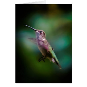 Ruby-throated Hummingbird - Original Photograph Hälsningskort