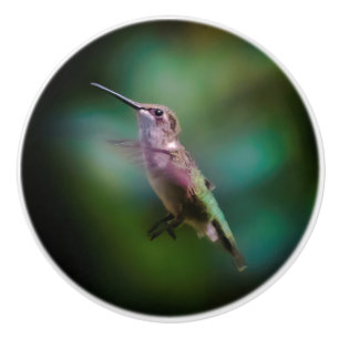 Ruby-throated Hummingbird - Original Photograph Knopp