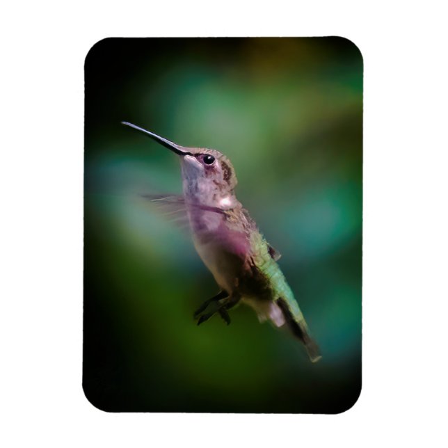 Ruby-throated Hummingbird - Original Photograph Magnet (Vertikal)