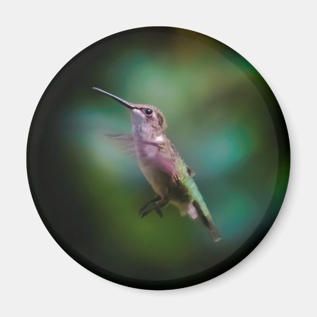 Ruby-throated Hummingbird - Original Photograph Magnet (Framsidan)