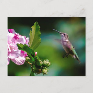Ruby-throated Hummingbird - Original Photograph Vykort