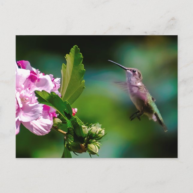 Ruby-throated Hummingbird - Original Photograph Vykort (Framsida)