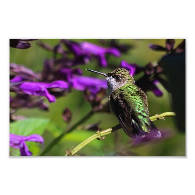 Ruby-throated Hummingbird Photo Print Fototryck (Framsidan)