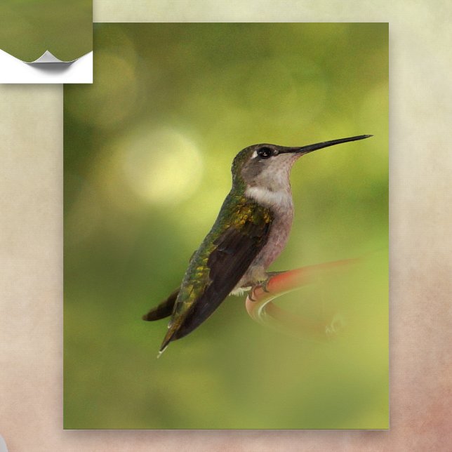 Ruby Throated Hummingbird Poster (Skapare uppladdad)