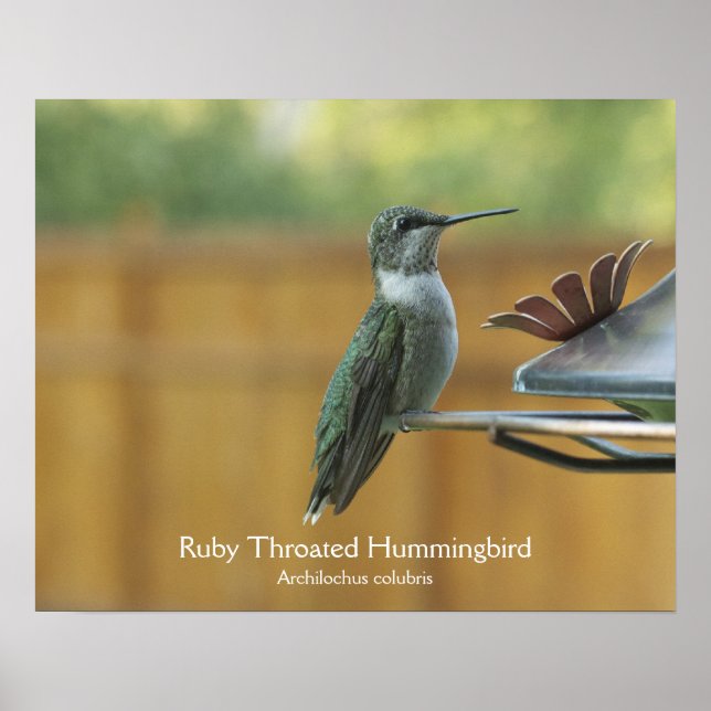 Ruby Throated Hummingbird Poster (Framsidan)