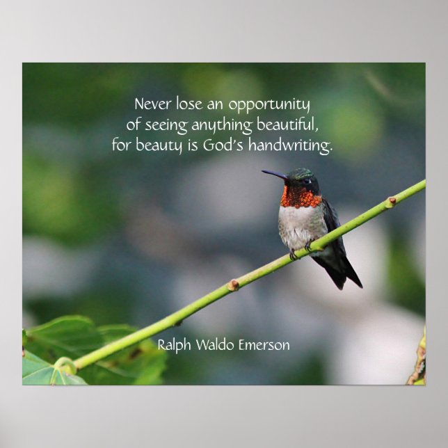 Ruby-throated Hummingbird Poster (Framsidan)