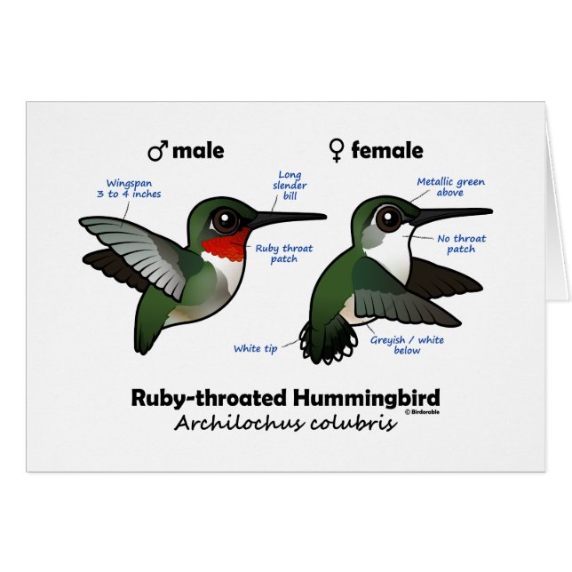 Ruby-throated Hummingbird Statistics Hälsningskort (Framsidan Horizontal)