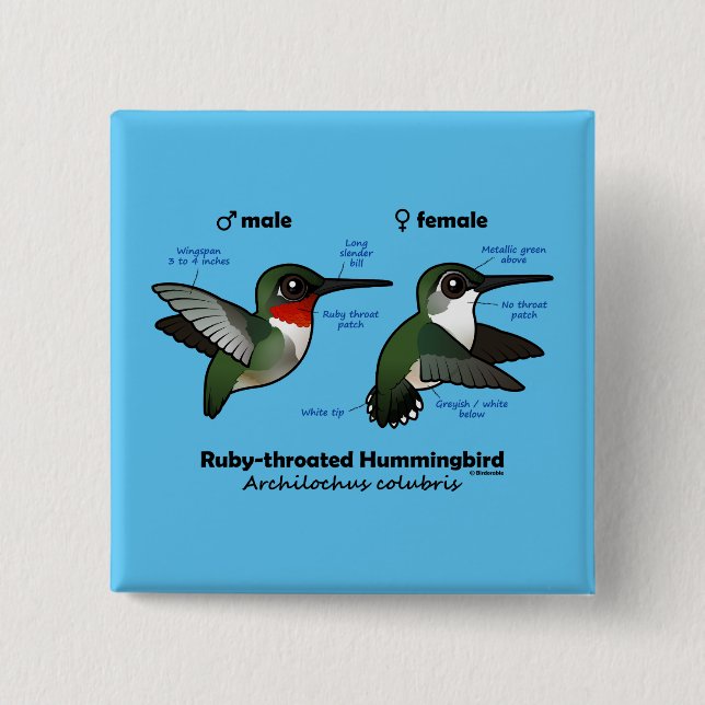 Ruby-throated Hummingbird Statistics Knapp (Framsida)