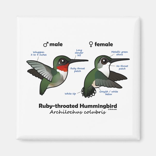 Ruby-throated Hummingbird Statistics Magnet (Framsidan)