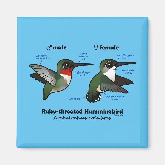 Ruby-throated Hummingbird Statistics Magnet (Framsidan)