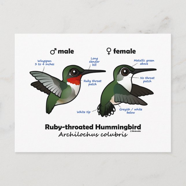 Ruby-throated Hummingbird Statistics Vykort (Framsida)