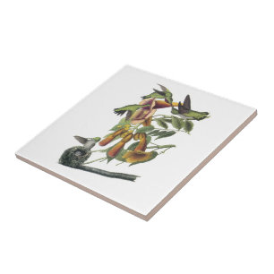 Ruby-throated Hummingbird vid Audubon Kakelplatta