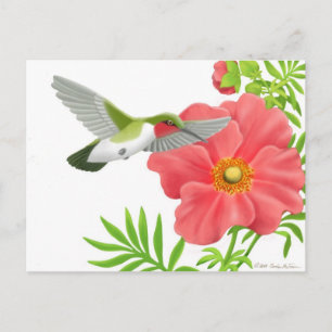 Ruby Throated Hummingbird vycard Vykort