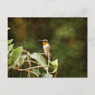 Ruby Throated Hummingbird Vykort