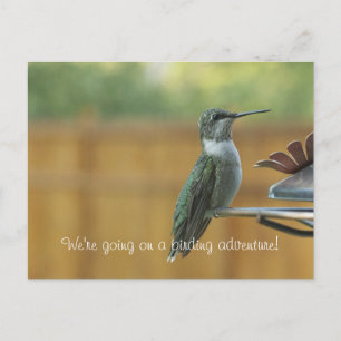 Ruby Throated Hummingbird Vykort