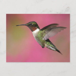Ruby Throated Hummingbird Vykort