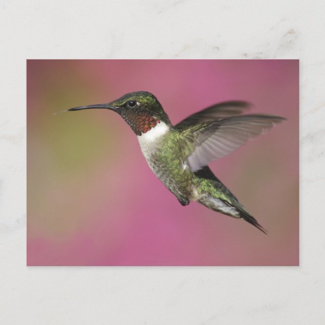 Ruby Throated Hummingbird Vykort (Framsida)