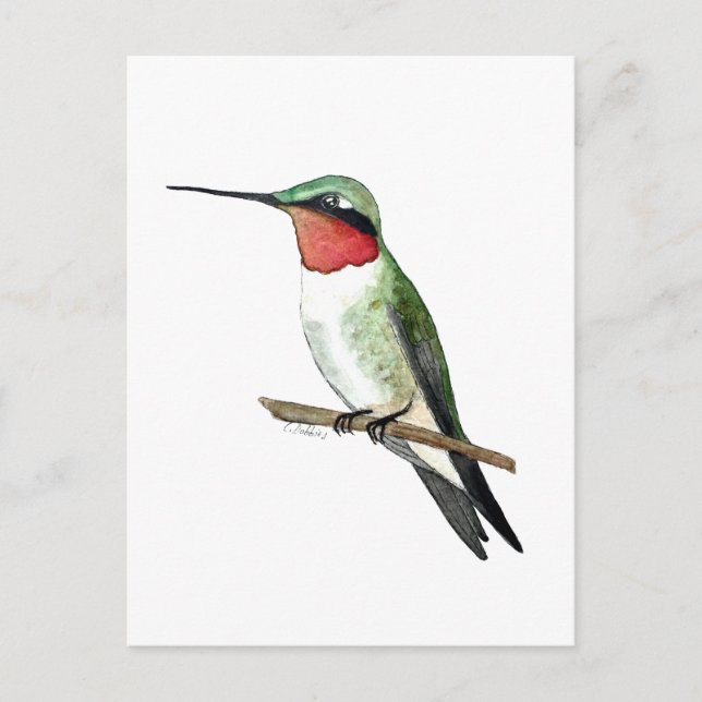 Ruby-throated Hummingbird Vykort (Framsida)