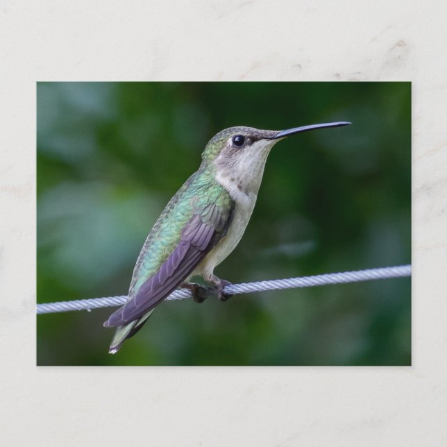 Ruby-throated Hummingbird Vykort (Framsida)