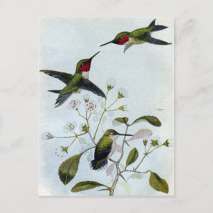 Ruby-throated Hummingbird Vykort