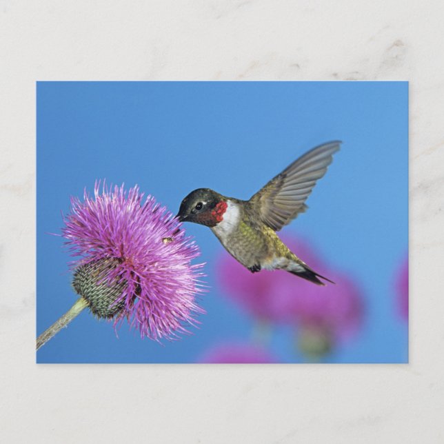 Ruby-throated Hummingbird Vykort (Framsida)