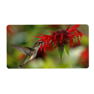 Ruby-Throated HummingbirdArchilochus Colubris Fraktsedel