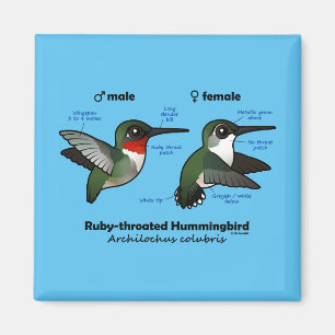 Ruby-throated Hummingbirdstatistik Magnet