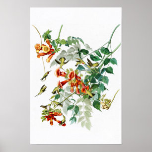 Ruby-throated surrfågelAudubon fåglar Amerika Poster