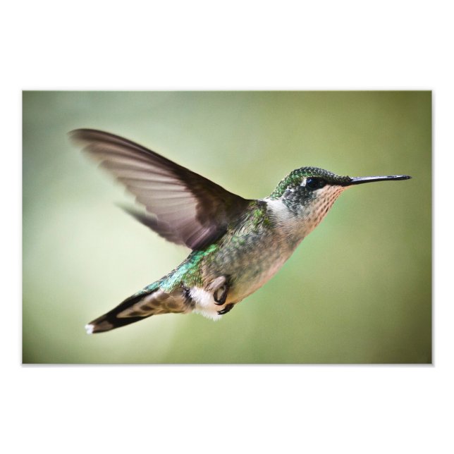 Ruby thromingbird in Flight: Foto print (Framsidan)