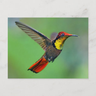 Ruby Topaz Hummingbird (Chrysolampis mosquitus) Vykort