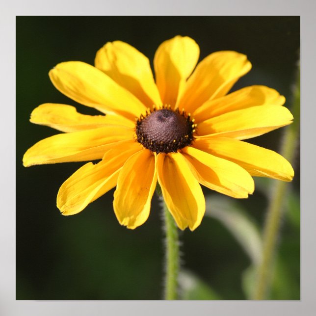 Rudbeckia Daisy Poster (Framsidan)