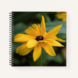 Rudbeckia Flower med en Gult