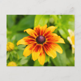 Rudbeckia Flower Vykort