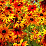 RUDBECKIA FLOWERS<br><div class="desc">En fotografisk design av söt Rudbeckia-blommor,  även känd som Svartögd Susan eller konblommor.</div>