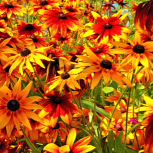 RUDBECKIA FLOWERS VYKORT