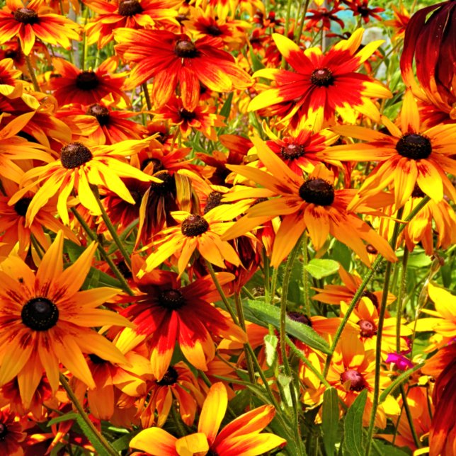 RUDBECKIA FLOWERS VYKORT (Skapare uppladdad)
