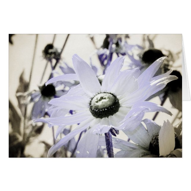 Rudbeckia Hälsningskort (Framsidan Horizontal)