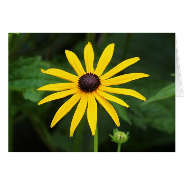 Rudbeckia hirta hälsningskort (Framsidan Horizontal)