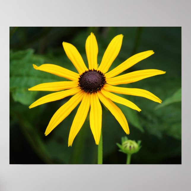Rudbeckia hirta poster (Framsidan)