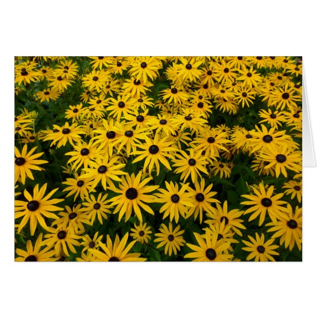 Rudbeckia Hirta (Svartaögda Susans) Hälsningskort (Framsidan Horizontal)