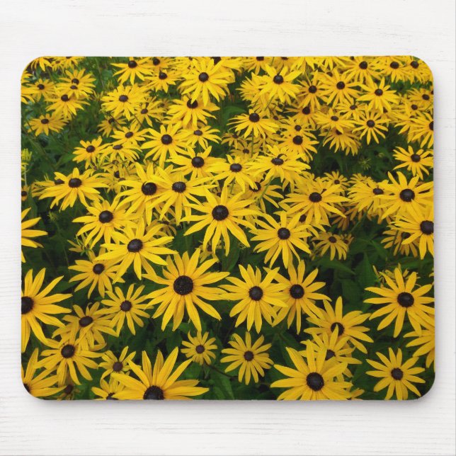 Rudbeckia Hirta (Svartaögda Susans) Musmatta (Framsidan)