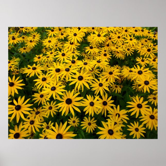 Rudbeckia Hirta (Svartaögda Susans) Poster (Framsidan)