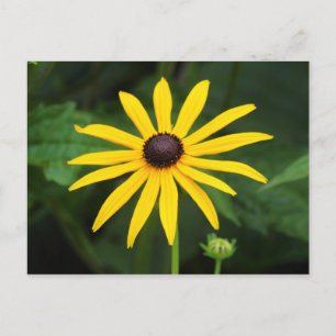 Rudbeckia hirta vykort