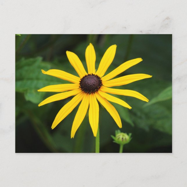 Rudbeckia hirta vykort (Framsida)