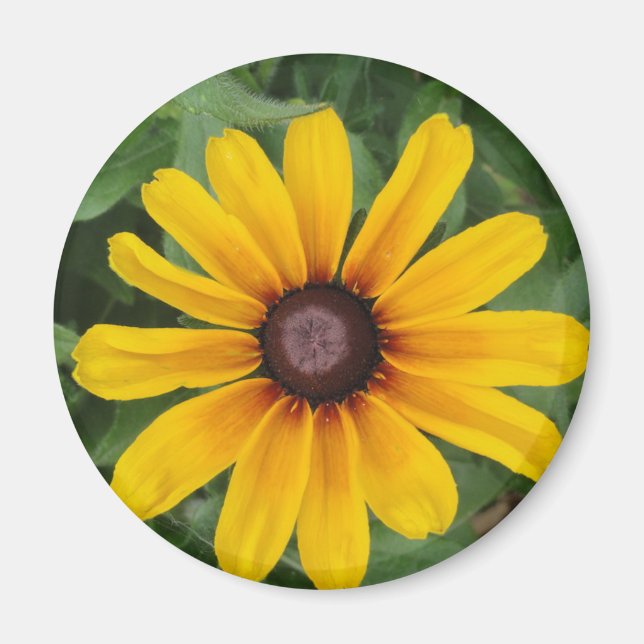Rudbeckia Magnet (Framsidan)
