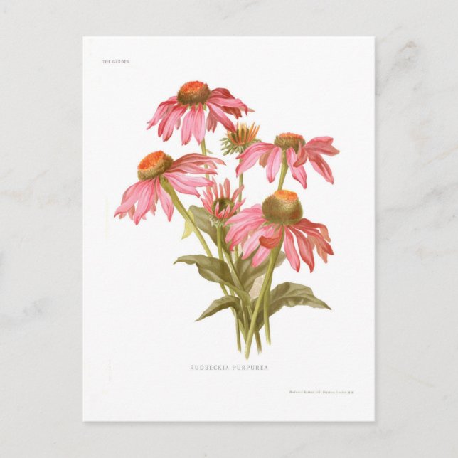 Rudbeckia purpurea vykort (Framsida)