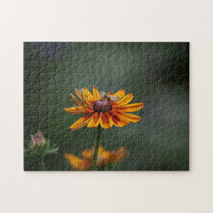 Rudbeckia Sitting Pretty Pussel